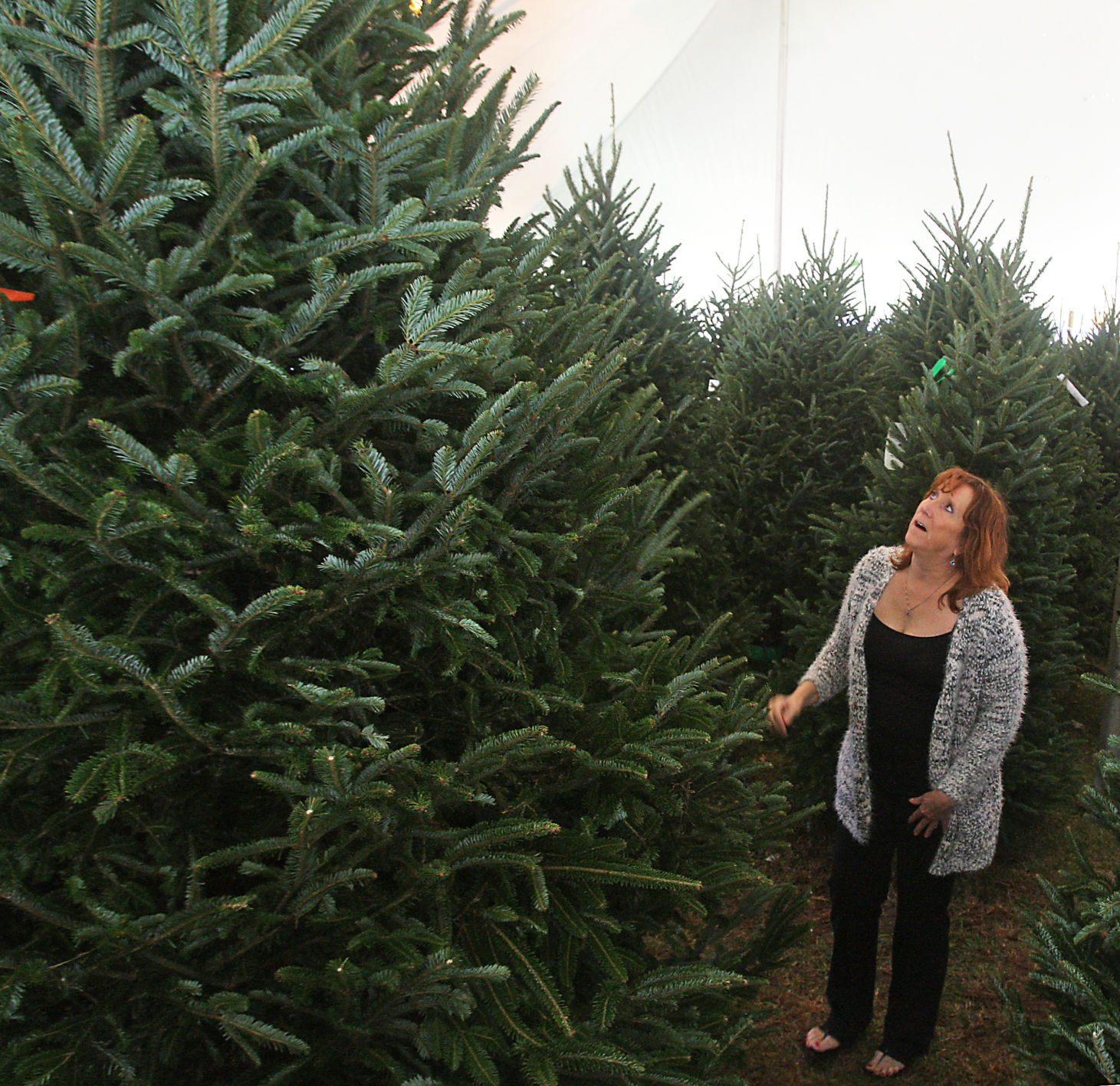 pc-112317-ne-christmastrees (copy)
